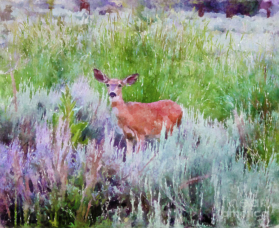 Deer2 Photograph by Mark Jackson