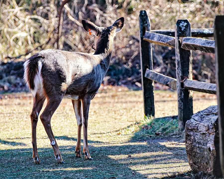 Deer3 Photograph by John Linnemeyer
