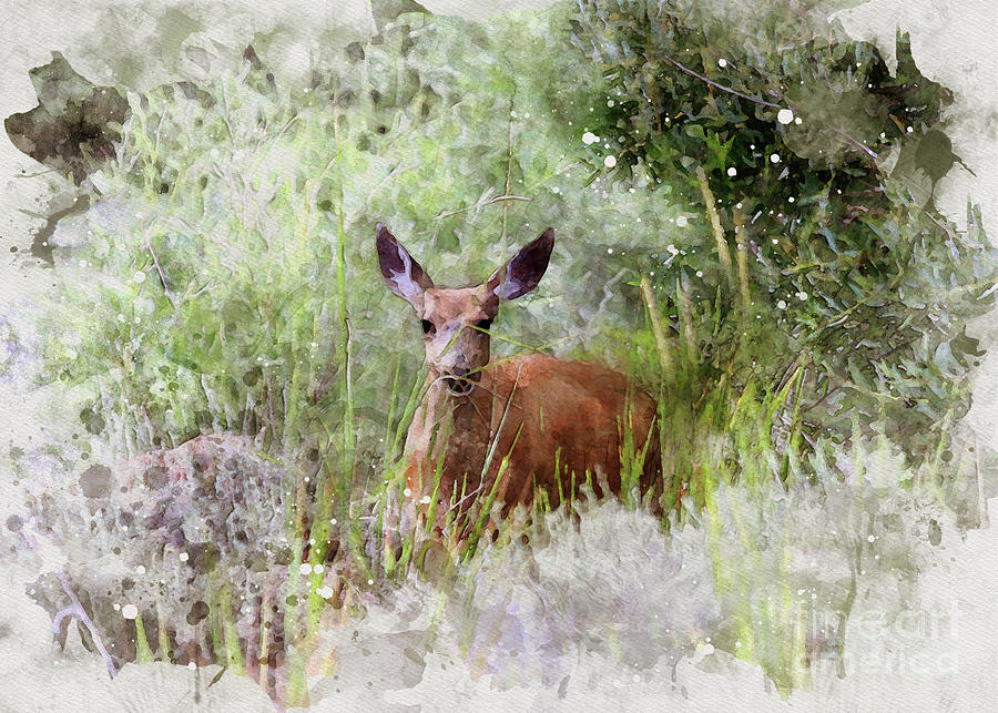 Deer4 Photograph by Mark Jackson
