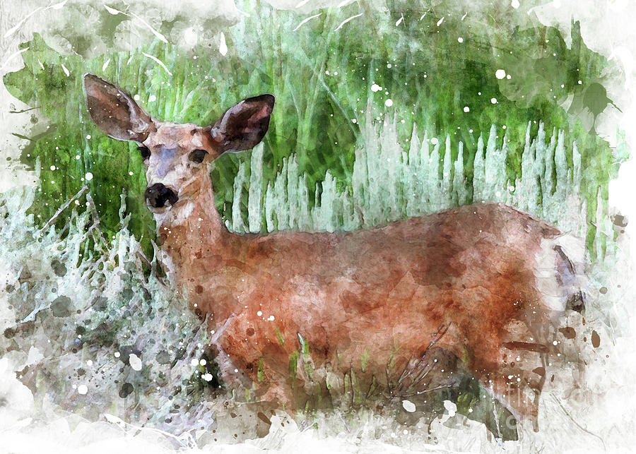 Deer6 Photograph by Mark Jackson