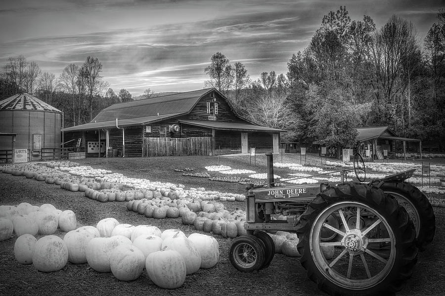 Deere in the Pumpkin Patch Black and White Photograph by Debra and Dave Vanderlaan