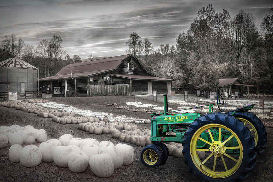 Deere in the Pumpkin Patch Black and White with a Green and Yell Photograph by Debra and Dave Vanderlaan