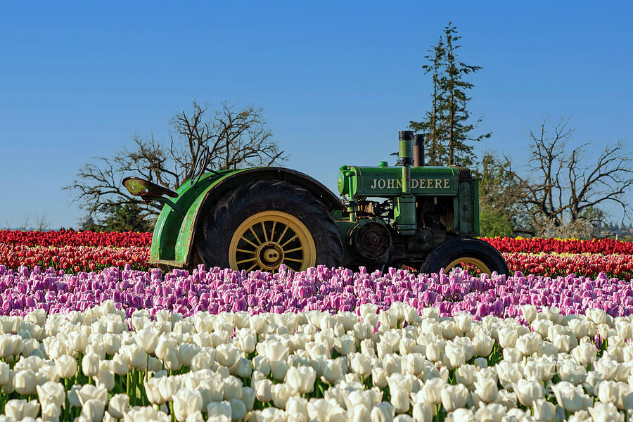 Deere Tulips Photograph by Louise Magno