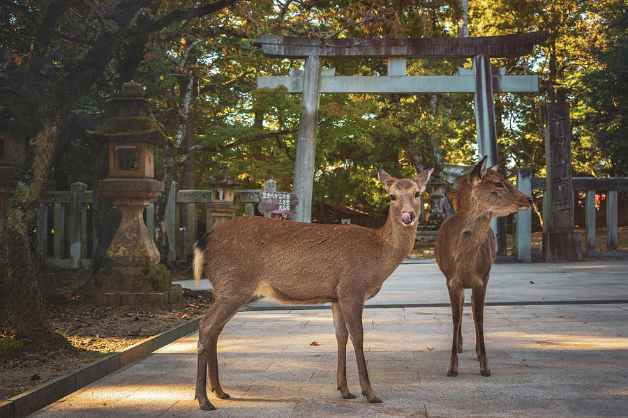 Deers In Nara Photograph By Martin Capek Pixels