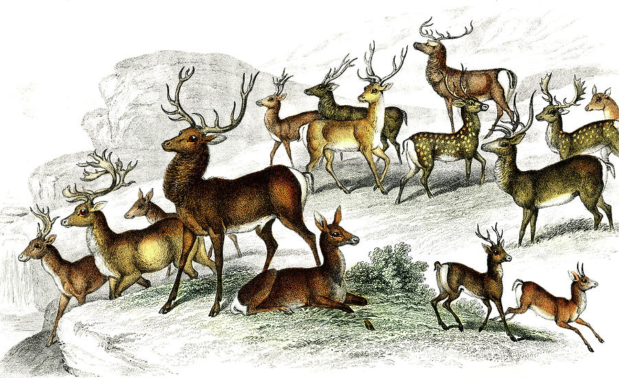 Deer Drawing - Deers  by Oliver Goldsmith