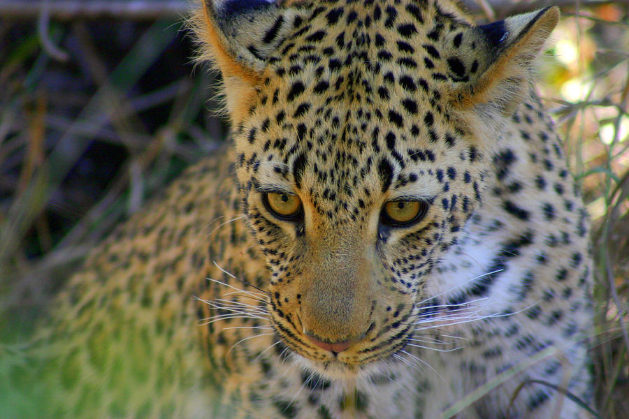 Def Leopard Photograph by Gene Taylor