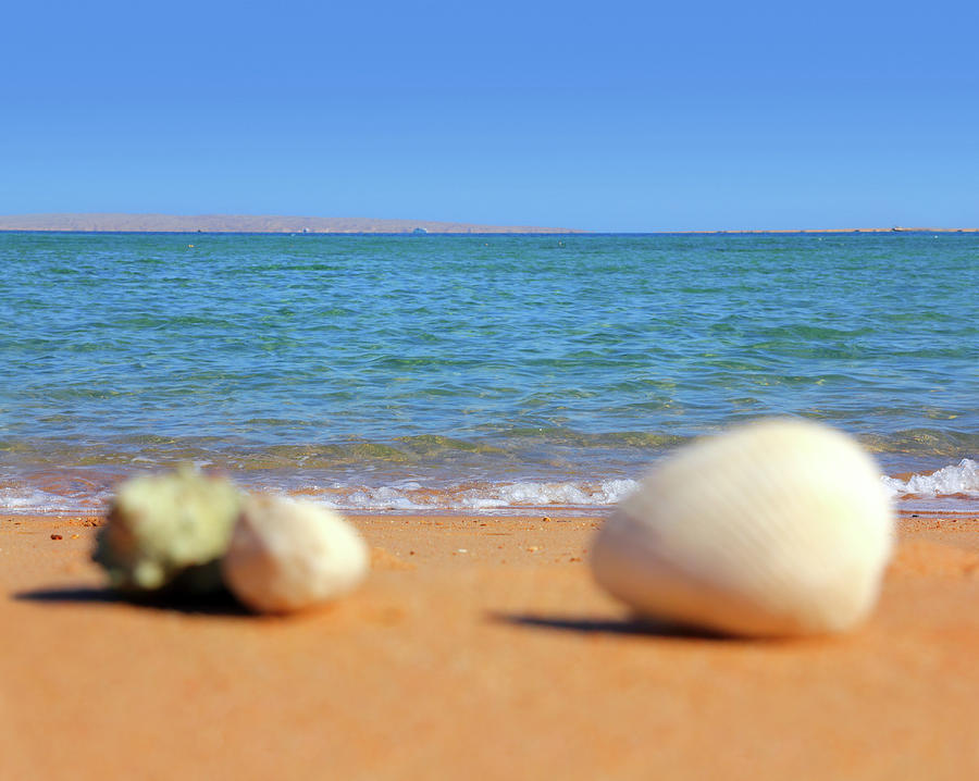 Defocused Seashells On Beach Photograph by Mikhail Kokhanchikov
