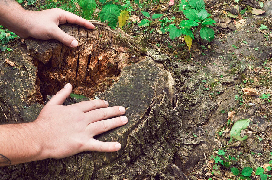 Deforestation Photograph by Emilija Manevska Deforestation Photograph by Emilija Manevska