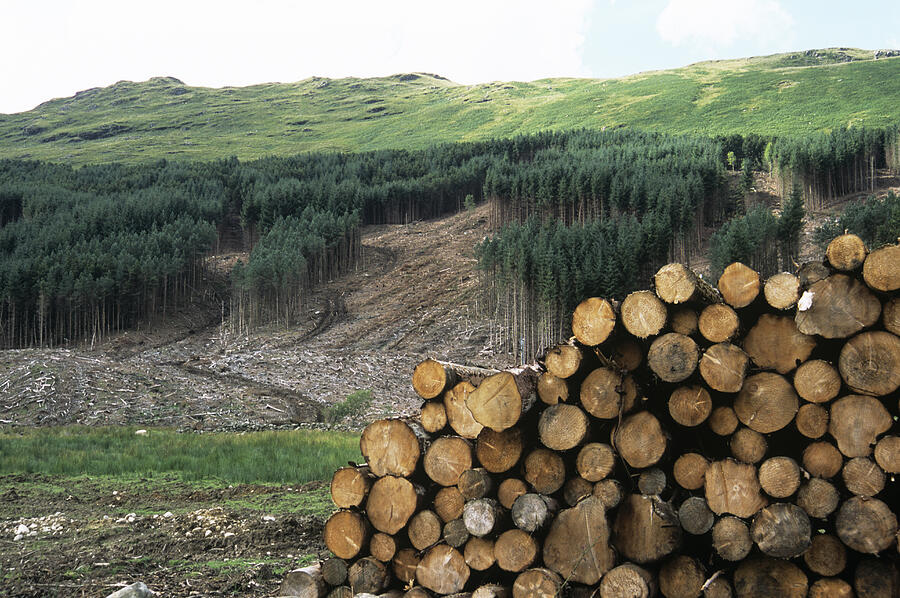 Deforested conifer plantation and harvested logs Photograph by Adam Gault/spl