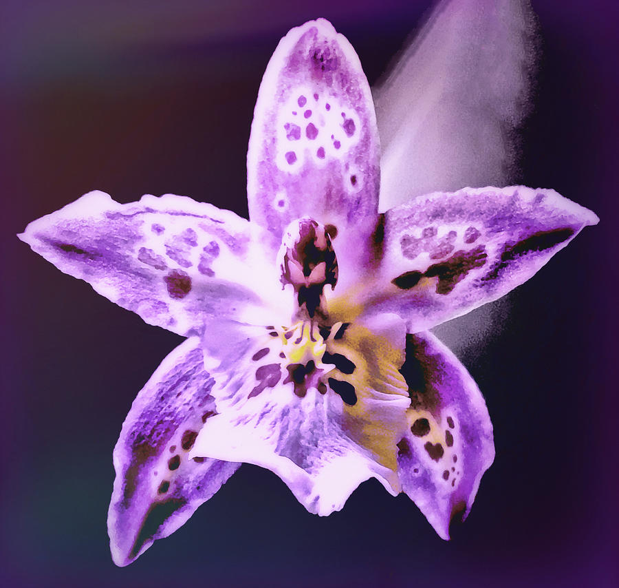 Degarmoara Shibumi Orchid Purple Rain Photograph by Susan Maxwell Schmidt
