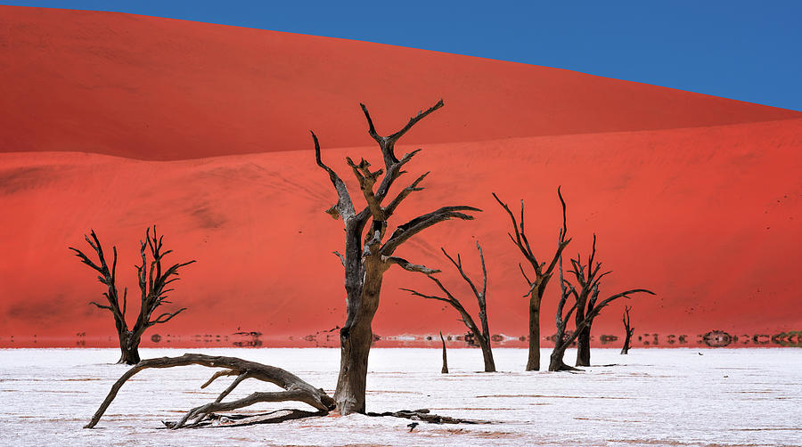 Deidvlei, Namibia Photograph by Reinier Snijders