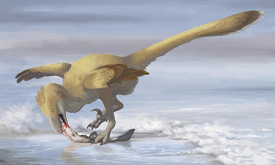 Deinonychus antirrhopus preys on a fish. Drawing by Emily Willoughby/Stocktrek Images