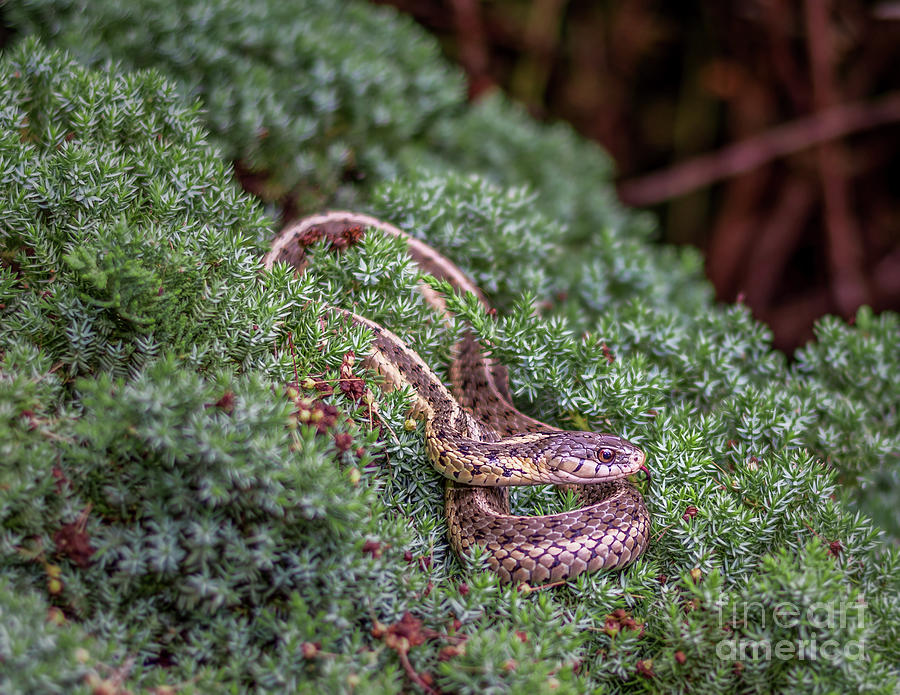Dekays Brown Snake Storeria dekayi Photograph by Rob Sellers