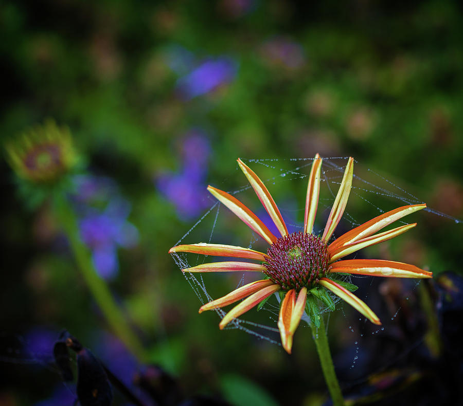 Delaware Botanical Fall Flower Photograph by Robert Pilkington