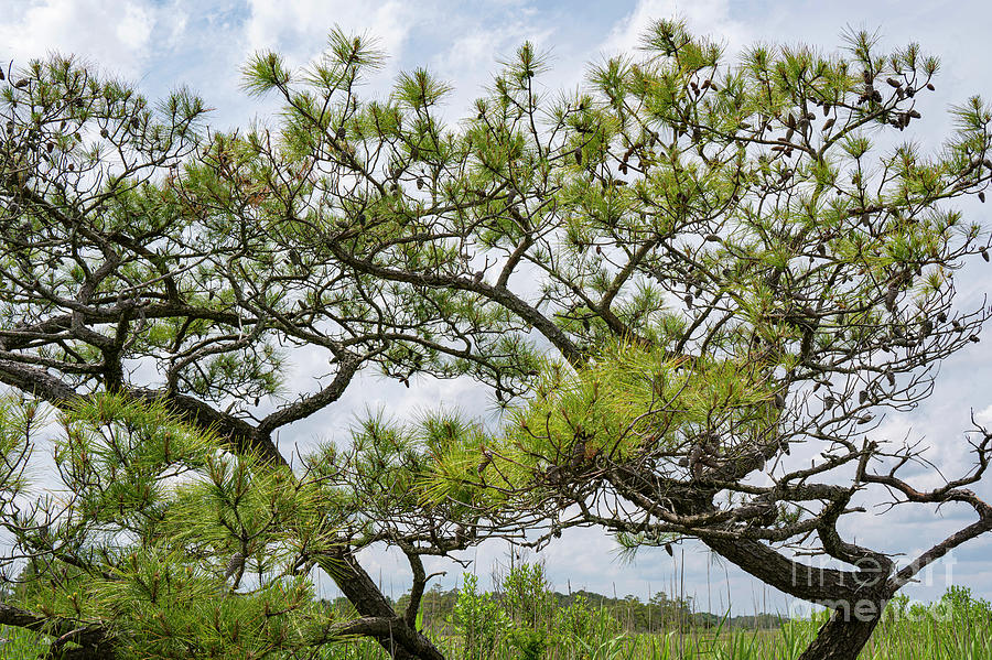 Delaware Pitch Pine Photograph by Bob Phillips