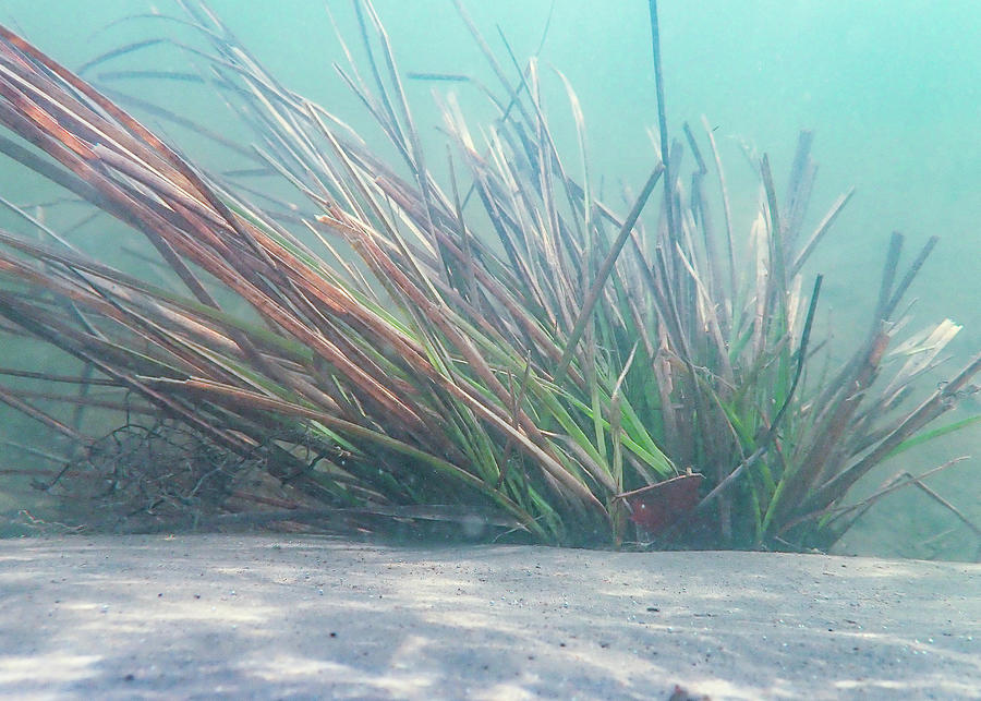 Delaware River Underwater Plants Photograph by Amelia Pearn