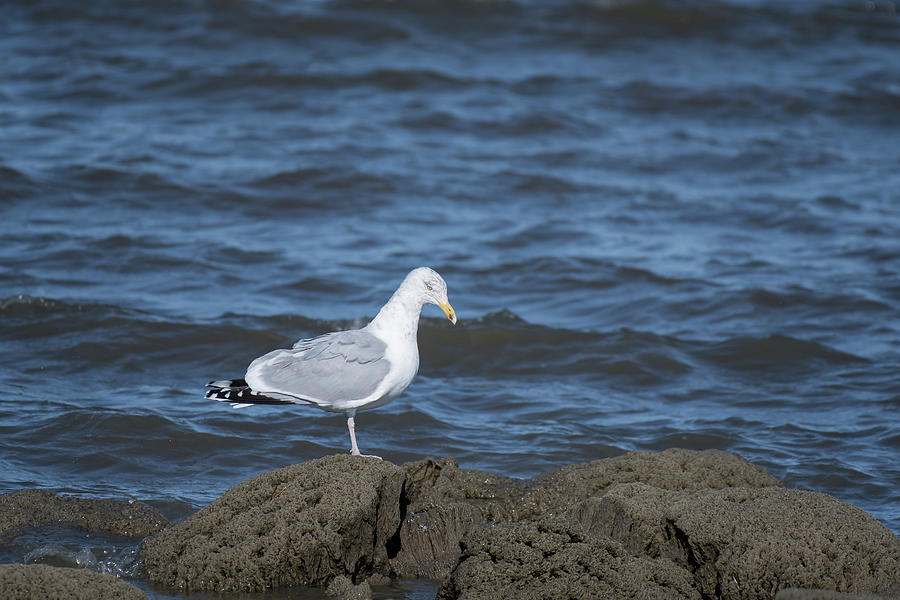 Delaware Seagull Photograph by Rose Guinther