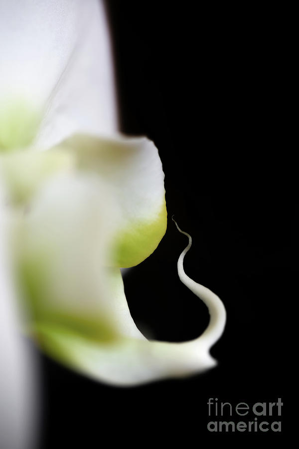 Orchid Photograph - Delicate orchid by Delphimages Photo Creations