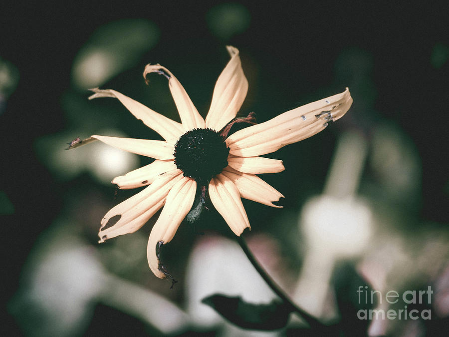 Flower Photograph - Delicacy by Gina Matarazzo Flower Photograph - Delicacy by Gina Matarazzo