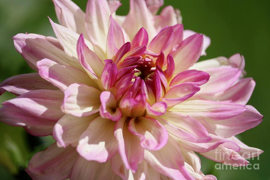 Delicat Pink and White Dahlia Photograph by Carol Groenen