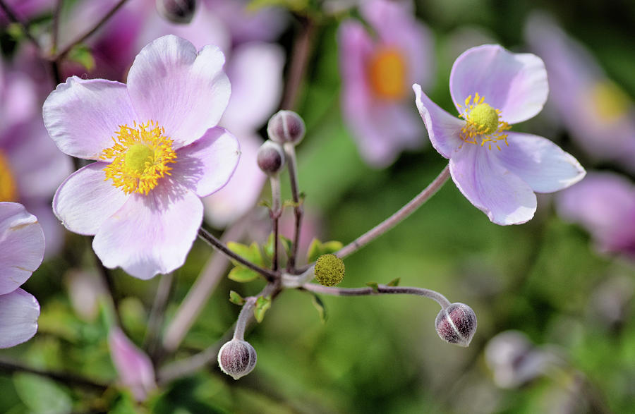 Delicate Anemone Photograph by Maria Keady