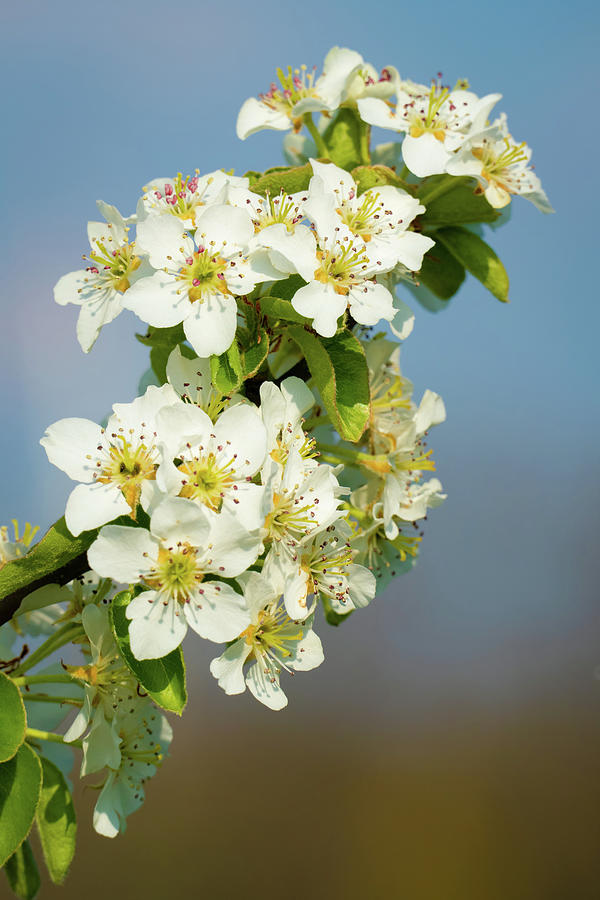 Delicate Apple Blossom in Spring Photograph by Matthias Hauser