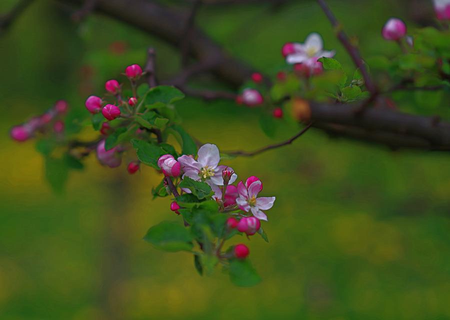 Delicate Apple Tree Flowers Photograph by Amalia Suruceanu