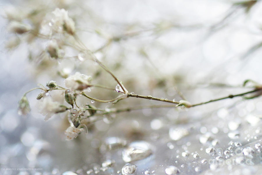 Delicate Beauty Photograph by Dee Jobes Photography