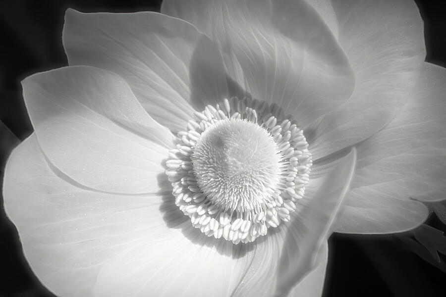 Delicate Beauty Photograph by Dodie Ross Delicate Beauty Photograph by Dodie Ross