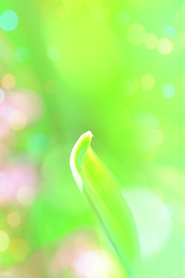 Delicate Beauty Photograph by Lisa Wooten
