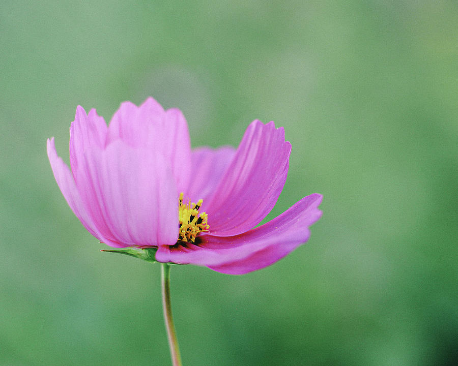 Delicate Beauty Photograph By Missie Mellen Fine Art America