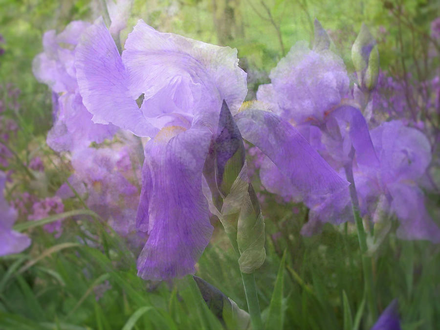 Delicate Beauty of the Iris Garden Photograph by Mary Wolf