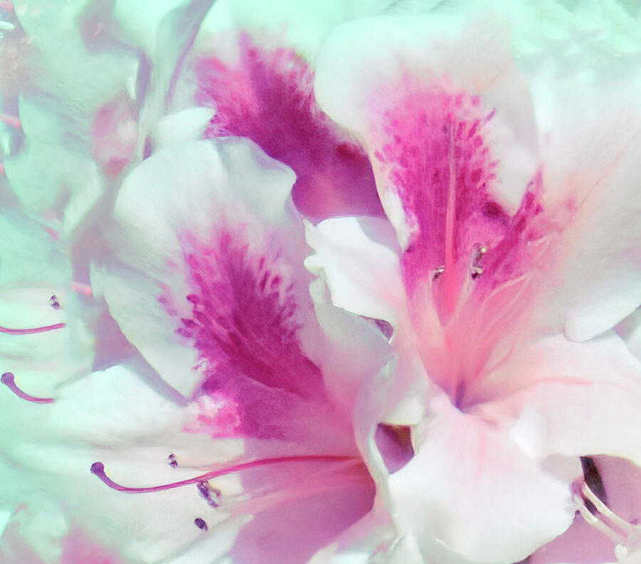 Delicate Beauty Photograph by Roberta Byram Delicate Beauty Photograph by Roberta Byram
