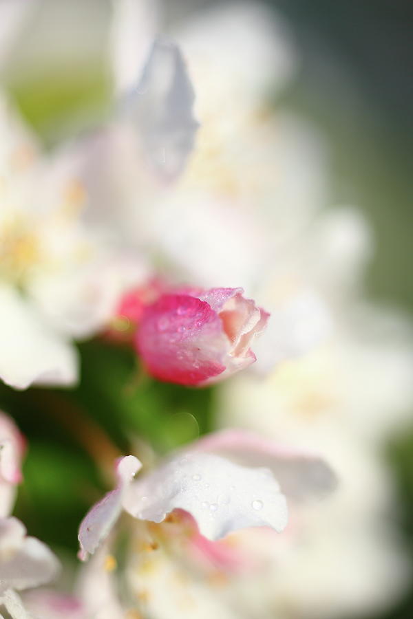 Delicate Blossom Photograph by Lens Art Photography By Larry Trager