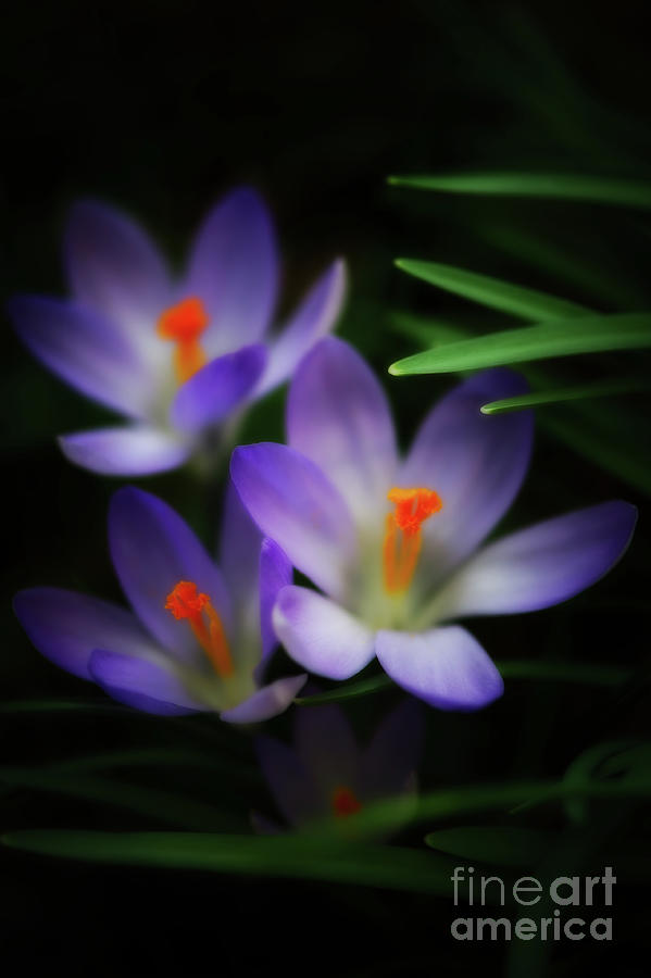 Nature Photograph - Delicate Blossoms by Venetta Archer