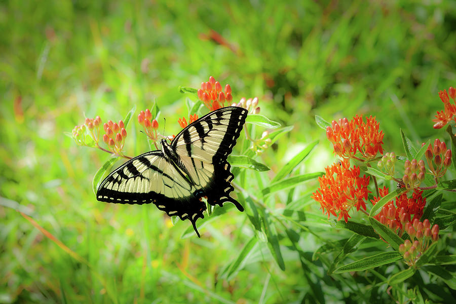 Delicate Butterfly Photograph by Dan Carmichael