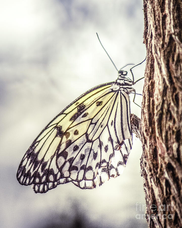 Download Delicate Butterfly Photograph By Melissa Reese Peterson