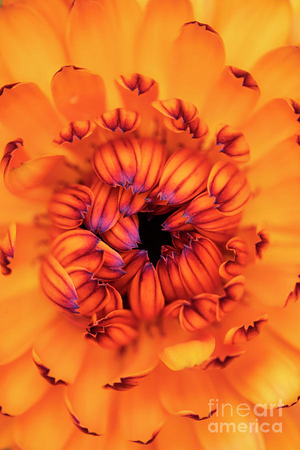 Delicate Calendula Neon Photograph by Tim Gainey