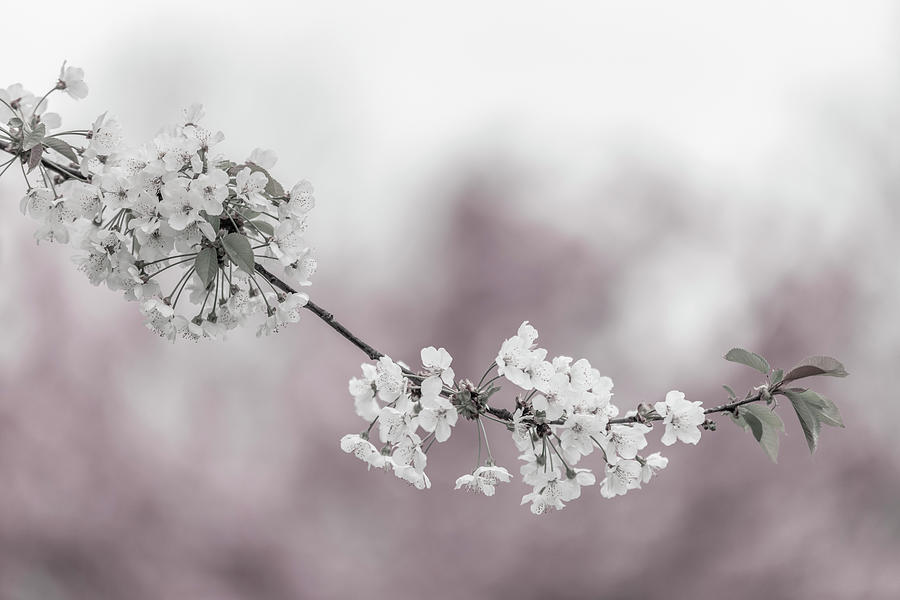 Tree Photograph - Delicate cherry blossoms close-up by Melanie Viola