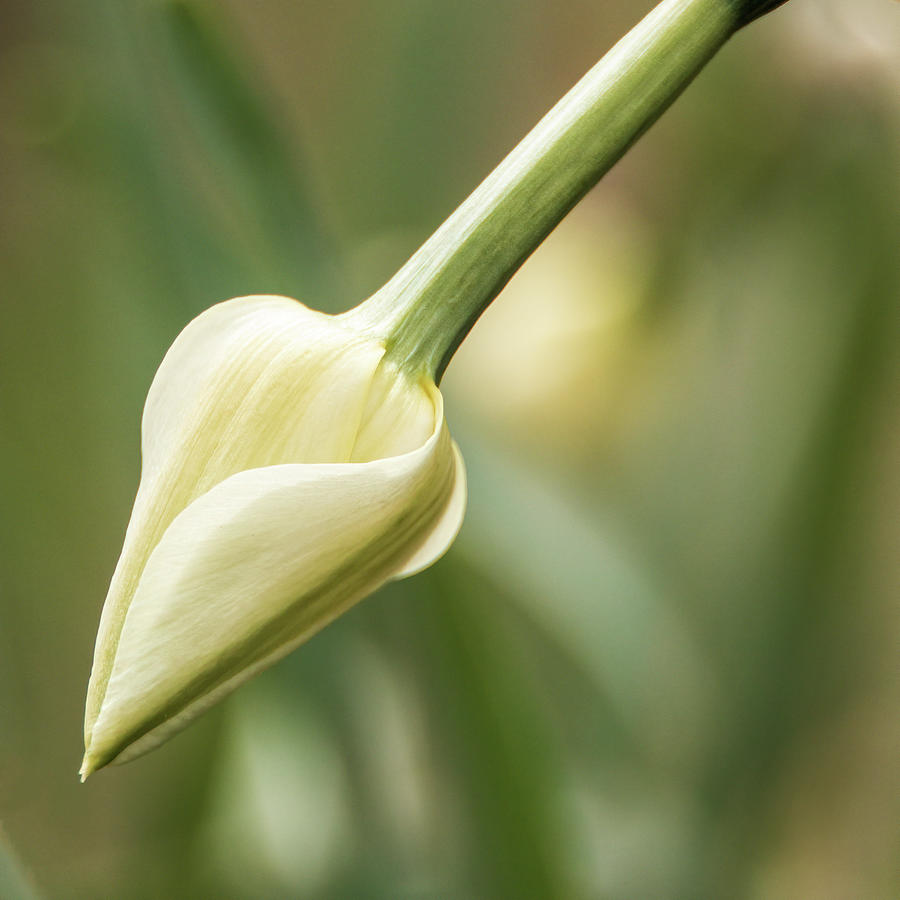 Delicate Daffodil Bud Photograph by Kristia Adams