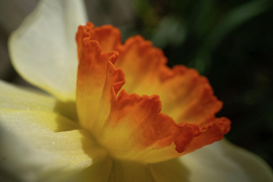 Delicate Daffodil Photograph by Linda Howes - Fine Art America