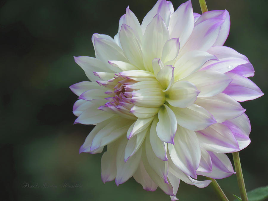 Delicate Dahlia - Floral Photography and Art - Dahlia Macro Photograph by Brooks Garten Hauschild