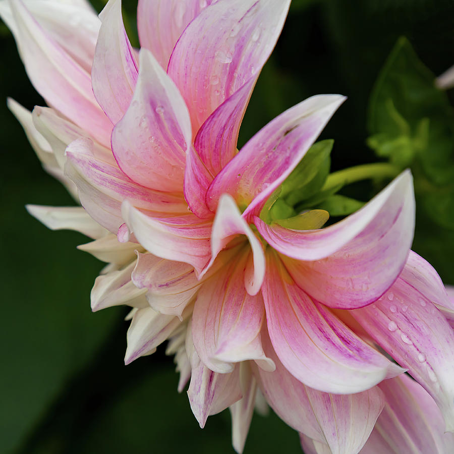 Delicate Dahlia  Photograph by Shirley Mitchell