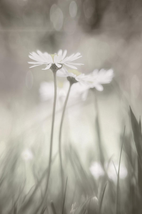 Delicate Daisies Photograph
