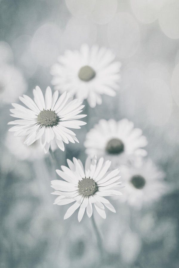 Delicate Daisy Cluster  Photograph by Carol Japp