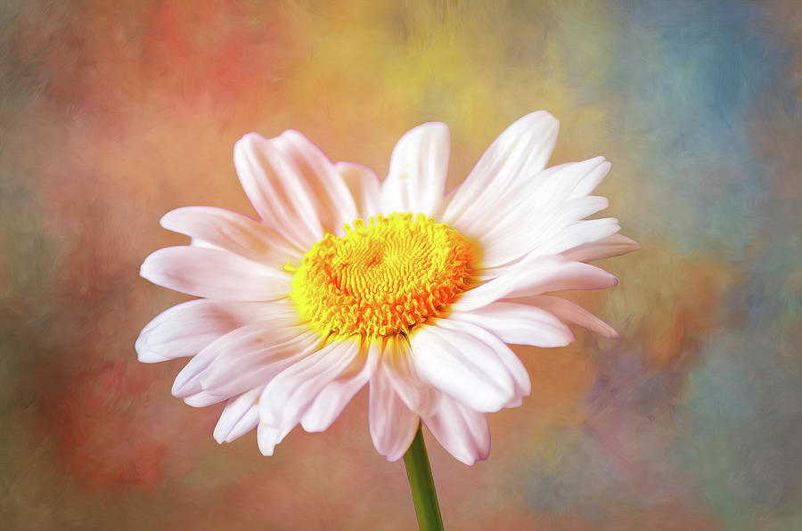 Delicate Daisy Delight Photograph by Bill and Linda Tiepelman