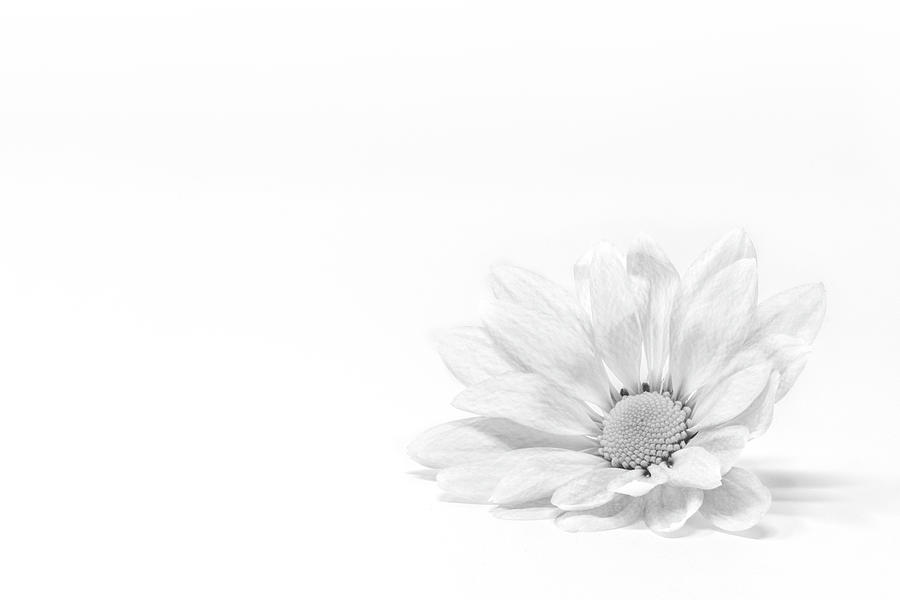 Daisy Photograph - Delicate Daisy by Sandi Kroll