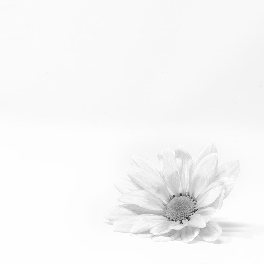 Daisy Photograph - Delicate Daisy - Square by Sandi Kroll