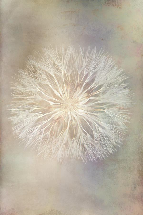 Delicate Dandelion Digital Art by Terry Davis