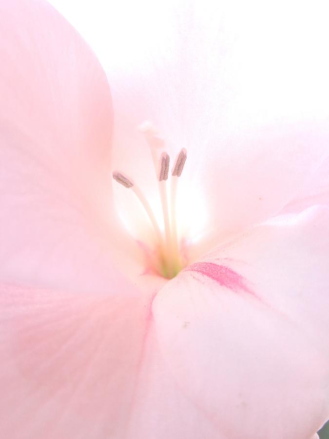 Light Pink Photograph - Delicate Daydream by Cathleen Cario-Reece